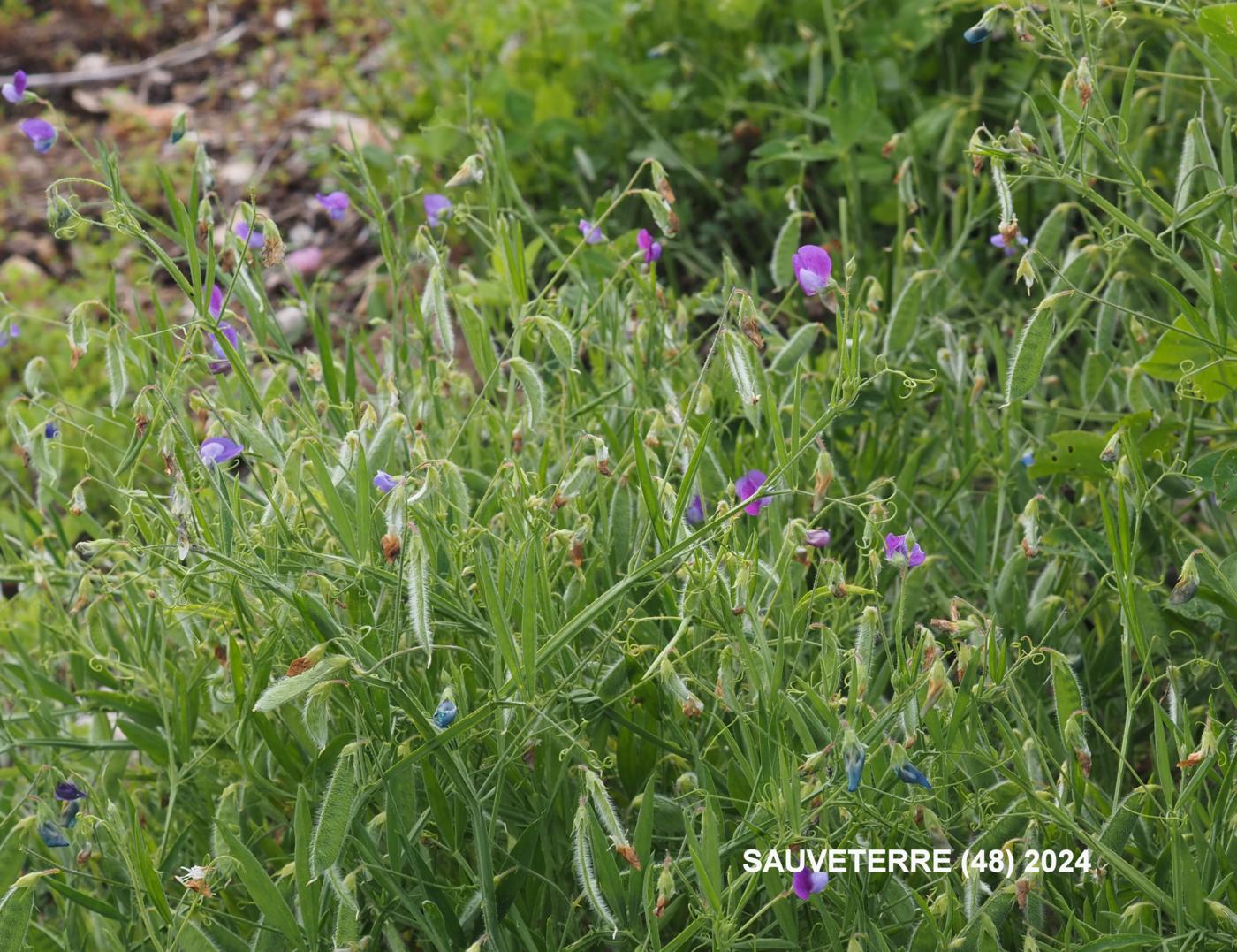 Vetchling, Hairy plant